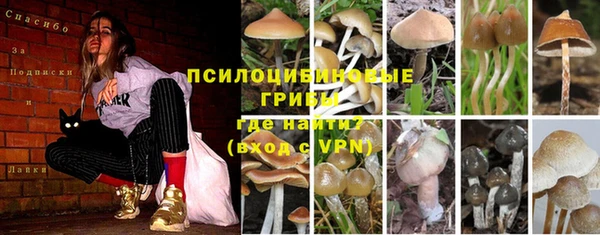ГАЛЛЮЦИНОГЕННЫЕ ГРИБЫ Аркадак